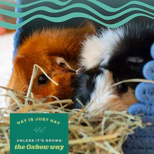 Oxbow Animal Health Alfalfa Hay, For Rabbits, Guinea Pigs, And Small Pets, Grown In The USA, Hand-Selected And Hand-Sorted, 15 Ounce