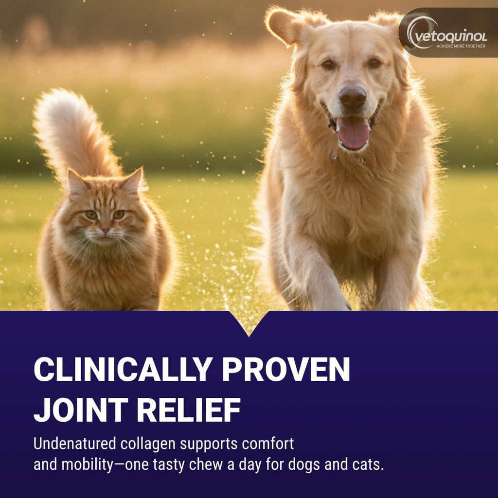 Vetoquinol Flexadin Advanced Hip and Joint Supplement with Undenatured Collagen for Dogs, One Chew a Day Hip and Joint Support Chew for Dogs and Cats, Clinically Proven Vet-Approved Formula, 60 Chews