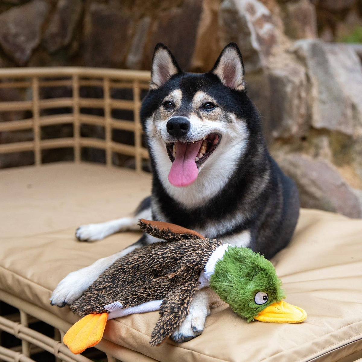 Best Pet Supplies 2-in-1 Fun Skin Stuffless Dog Toy - Wild Duck, Small | No-Stuffing, 2 Built-in Squeaker, No Mess, Soft, Interactive Indoor & Outdoor Play, Lightweight, Perfect for Moderate Chewer
