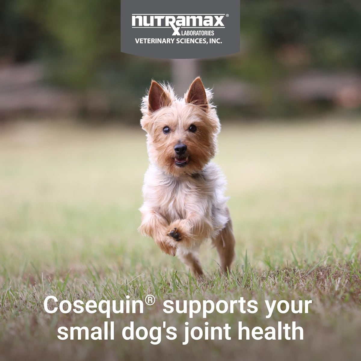 Nutramax Cosequin for Small Dogs, Soft Chews, 45 Count | Glucosamine, Chondroitin for Dogs with MSM, Omega-3s, Supports Healthy Skin and Coat, Small Dog Soft Chews, All Ages