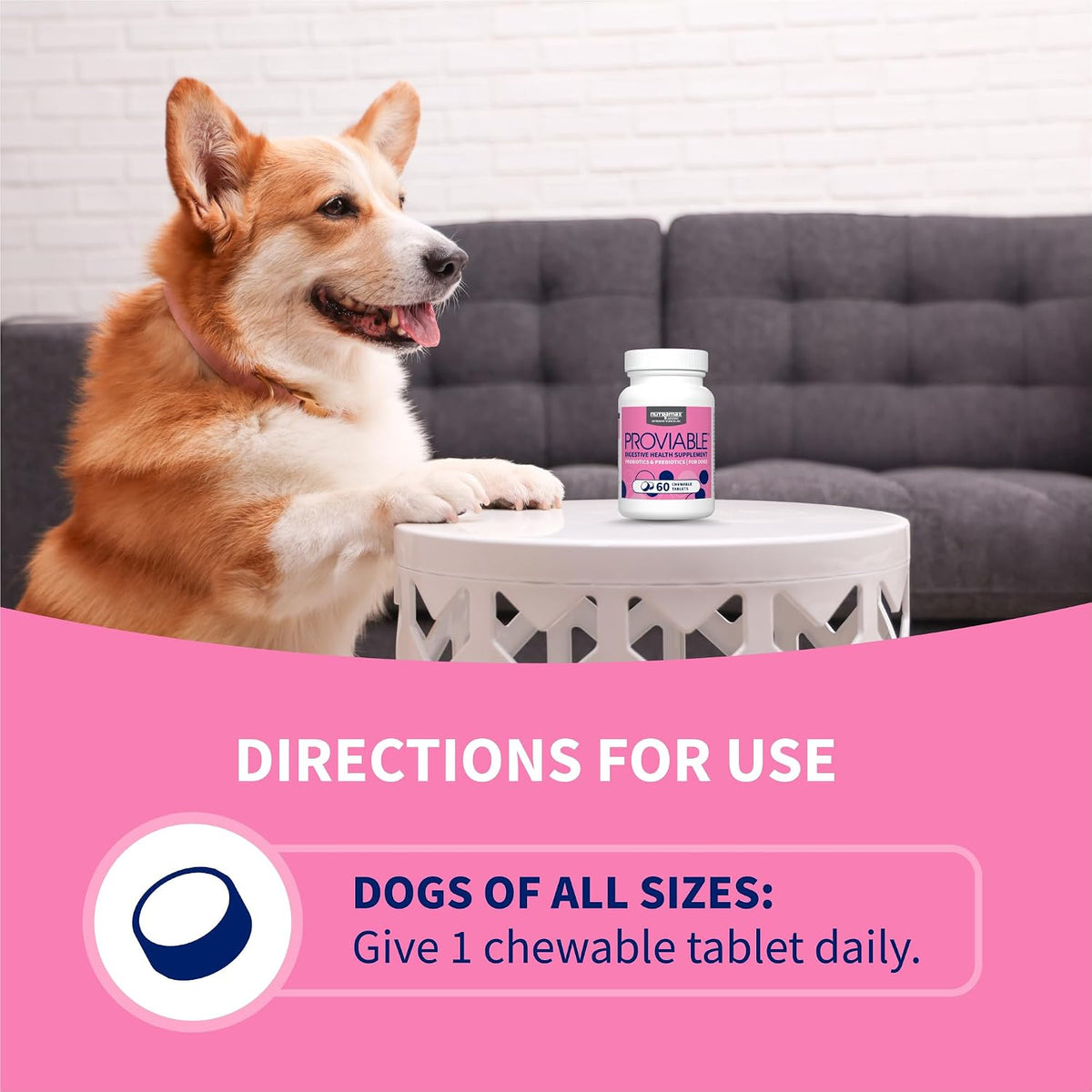 Nutramax Proviable Probiotics + Prebiotics for Dogs, Chewable Tablets, 60ct | Multi-Strain Probiotic Supplement for Dogs, Daily Support for Digestive & Gut Health, Contains Prebiotics, Chewable Tablets