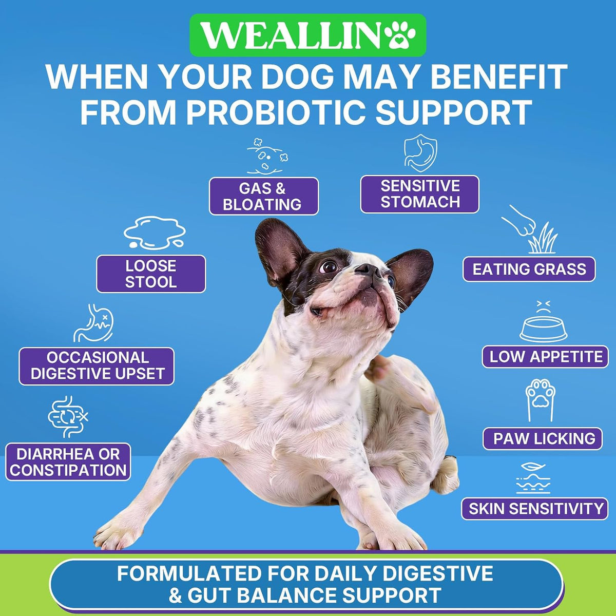 Probiotics for Dogs, Dog Probiotics for Yeast, Itchy Skin and Itchy Ears | WEALLIN Dog Probiotic Chews for Gut & Digestive Support, Diarrhea & Gas Treatment with Digestive Enzyme, Prebiotics & Pumpkin