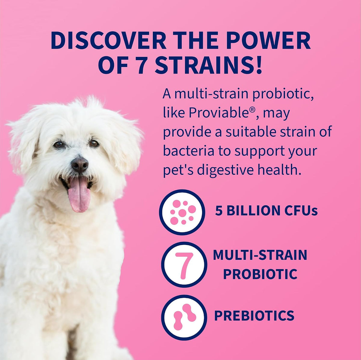 Nutramax Proviable Probiotics + Prebiotics for Dogs, Chewable Tablets, 60ct | Multi-Strain Probiotic Supplement for Dogs, Daily Support for Digestive & Gut Health, Contains Prebiotics, Chewable Tablets