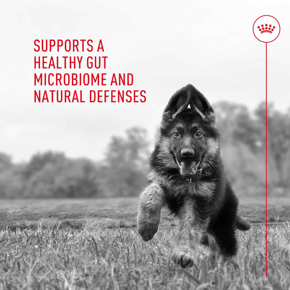 Royal Canin Probiotics for Dogs Digestive and Immune Health Powder Supplement for Dogs of All Ages, 30 Count