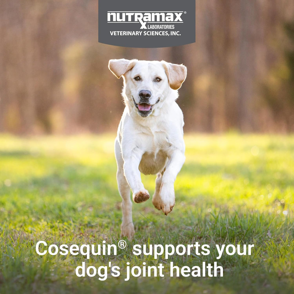 Nutramax Cosequin Joint Supplement for Dogs, Skin & Coat, Soft Chews,120ct | Glucosamine & Chondroitin for Dogs with MSM, Omega-3s, Supports Joints, Skin and Coat Health, All Ages & Sizes