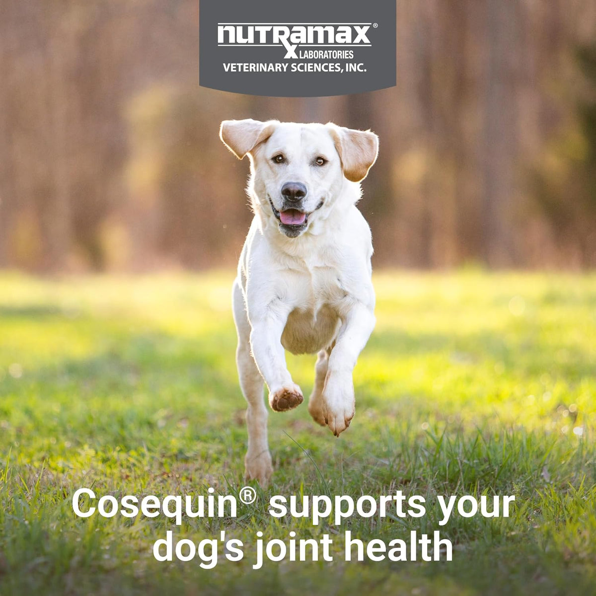 Nutramax Cosequin Joint Supplement for Dogs, Skin & Coat, Soft Chews,120ct | Glucosamine & Chondroitin for Dogs with MSM, Omega-3s, Supports Joints, Skin and Coat Health, All Ages & Sizes