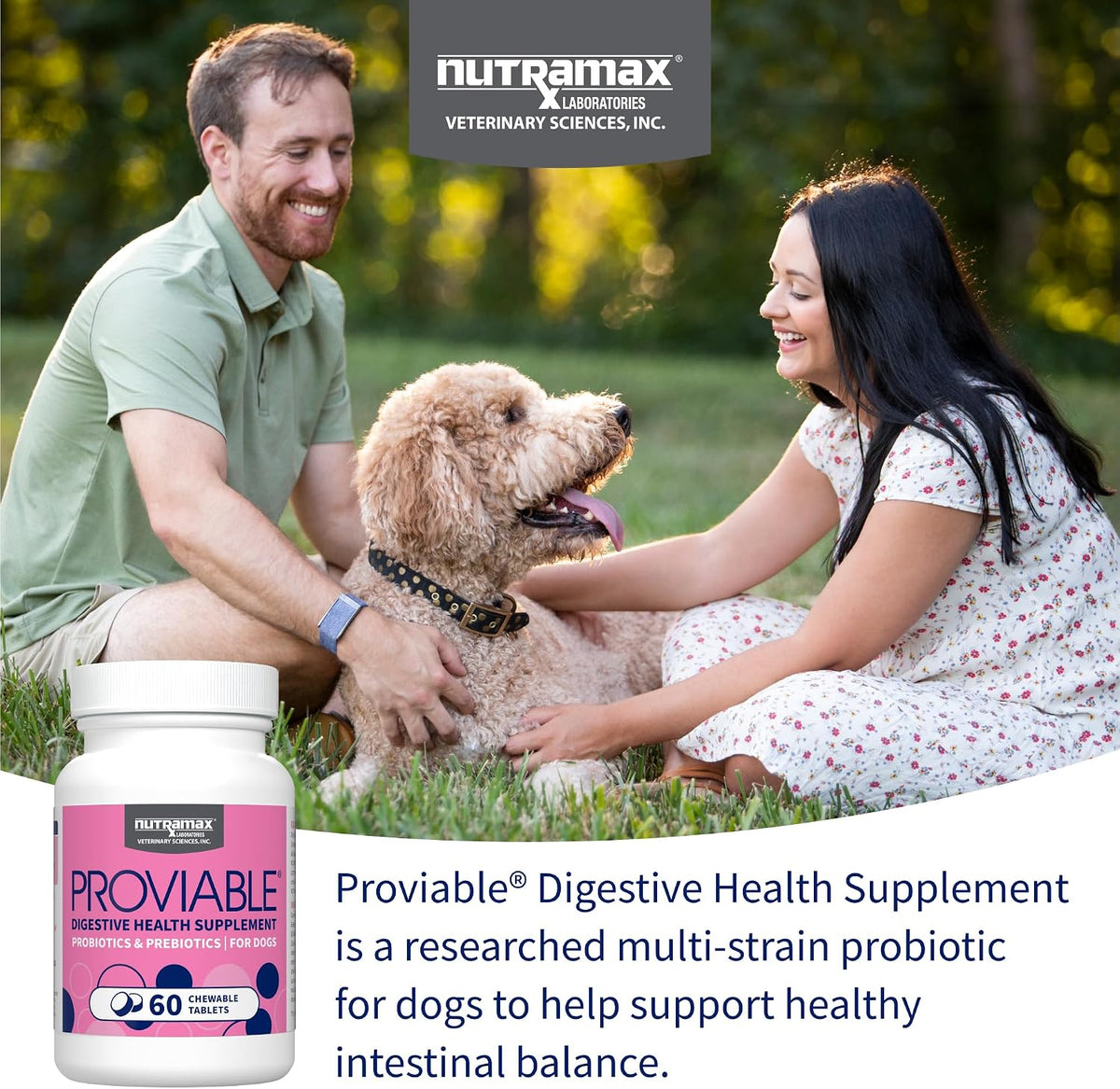 Nutramax Proviable Probiotics + Prebiotics for Dogs, Chewable Tablets, 60ct | Multi-Strain Probiotic Supplement for Dogs, Daily Support for Digestive & Gut Health, Contains Prebiotics, Chewable Tablets
