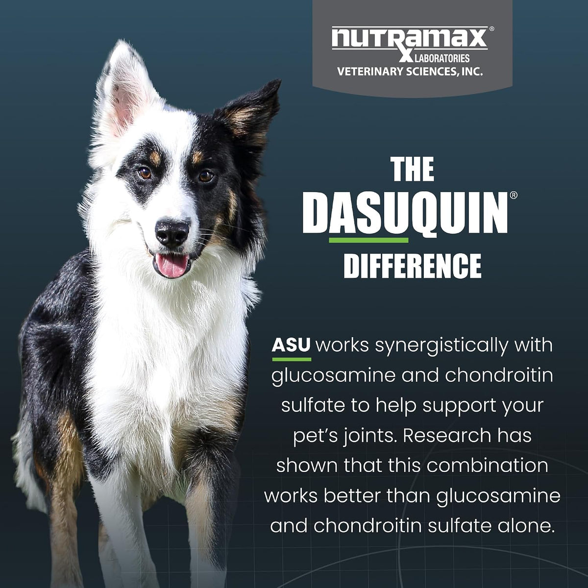 Nutramax Dasuquin MSM Joint Supplement, Small/Med Dogs, Chew Tablets150ct | Glucosamine and Chondroitin, Chewable Tablets for Dogs under 60 lbs, ASU & MSM, Supports Healthy Joints, All Ages
