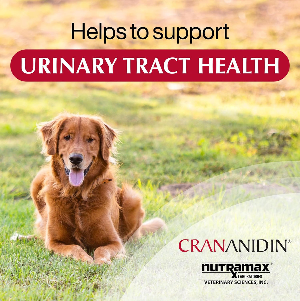 Nutramax Crananidin Urinary & Bladder Dog Supplement, Chewable Tablet, 75ct