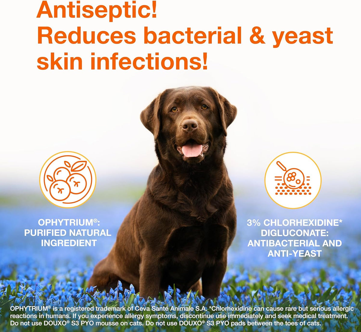 Douxo S3 PYO Medicated Dog Mousse - Bacterial & Yeast Infection Treatment | Chlorhexidine for Dogs; Waterless Shampoo, Antibacterial & Antiseptic, for Dogs Only, Clinically Proven, 5 fl oz