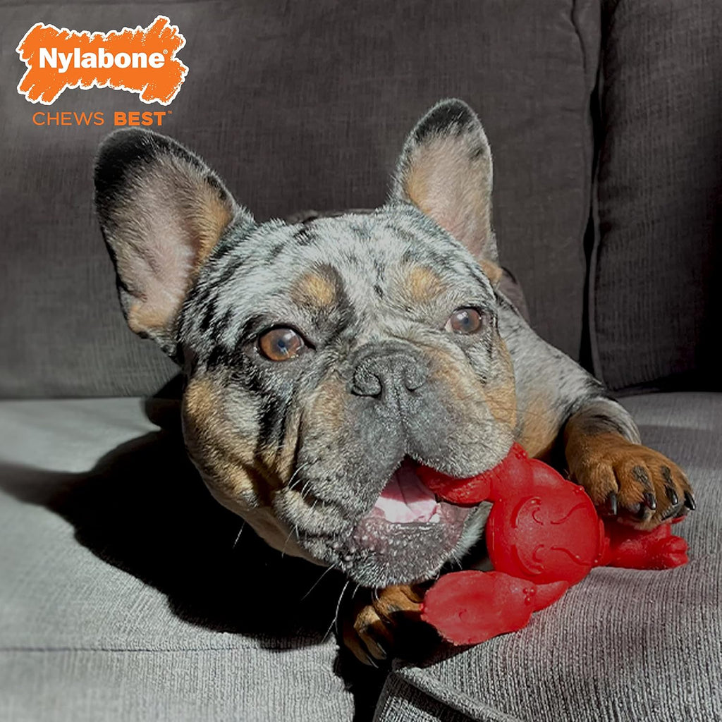 Nylabone Lobster Power Chew Toy for Dogs, Dog Toys for Aggressive Chewers | Lobster dog toy for small dogs up to 25 lbs, designed for power chewers, filet mignon flavor