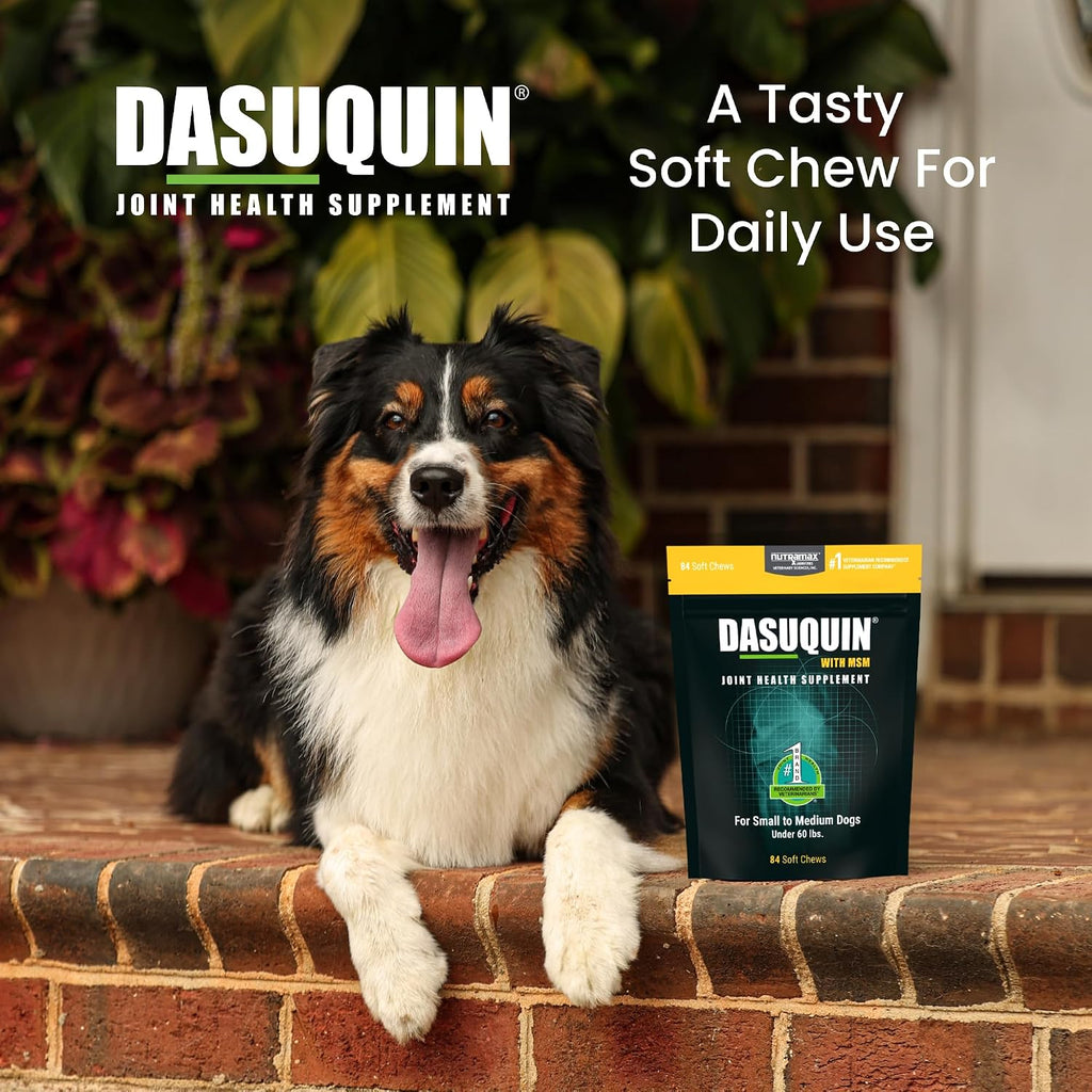 Nutramax Dasuquin MSM Joint Supplement, Small/Med Dogs, Soft Chews, 84ct | Glucosamine and Chondroitin, ASU & MSM, Dog Joint Support, For Dogs under 60 lbs, Vet-Recommended, Soft Chews