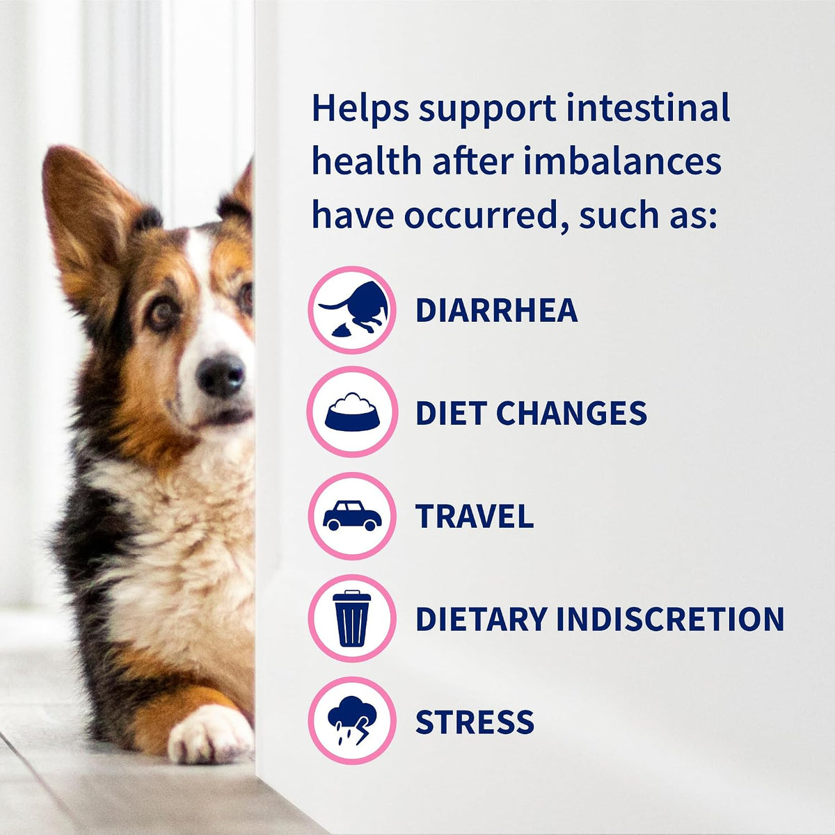 Nutramax Proviable Probiotics + Prebiotics for Dogs, Chewable Tablets, 60ct | Multi-Strain Probiotic Supplement for Dogs, Daily Support for Digestive & Gut Health, Contains Prebiotics, Chewable Tablets
