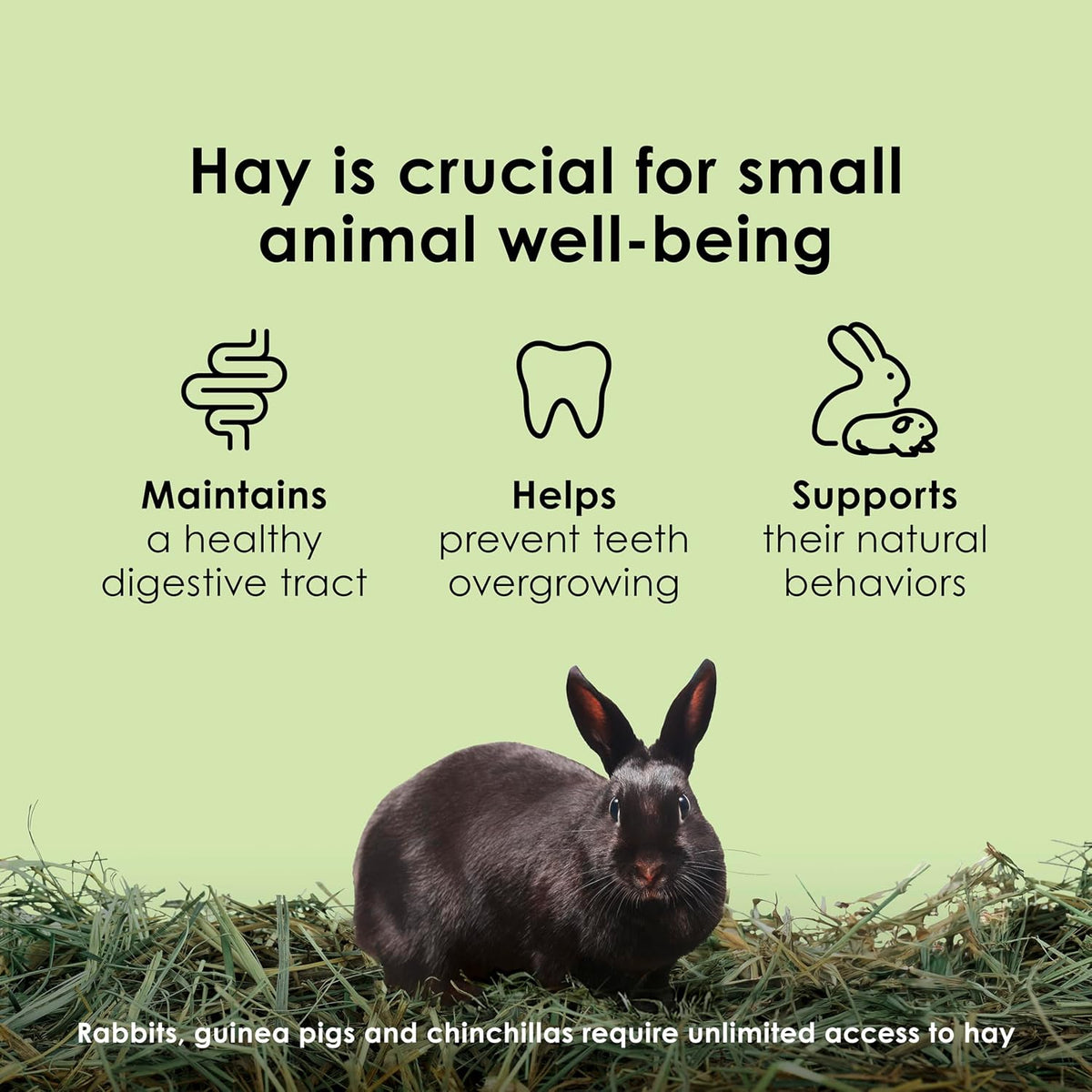 Kaytee Timothy Hay Blend Cubes for Rabbits, Guinea Pigs & Chinchillas