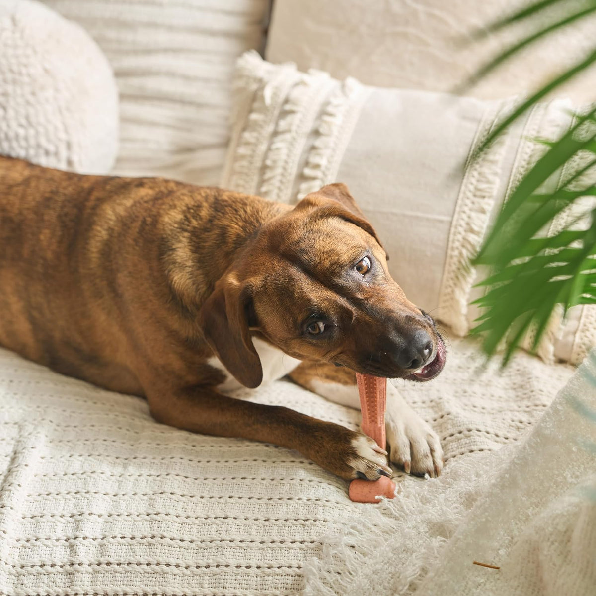 SPOT Bam-Bones Plus T Bone – Bamboo Fiber & Nylon Dog Chew Toy for Moderate to Aggressive Chewers, Durable Long Lasting & Non-Splintering, Beef Flavor Toy for Adult Dogs & Puppies Under 60 lbs, 6 in