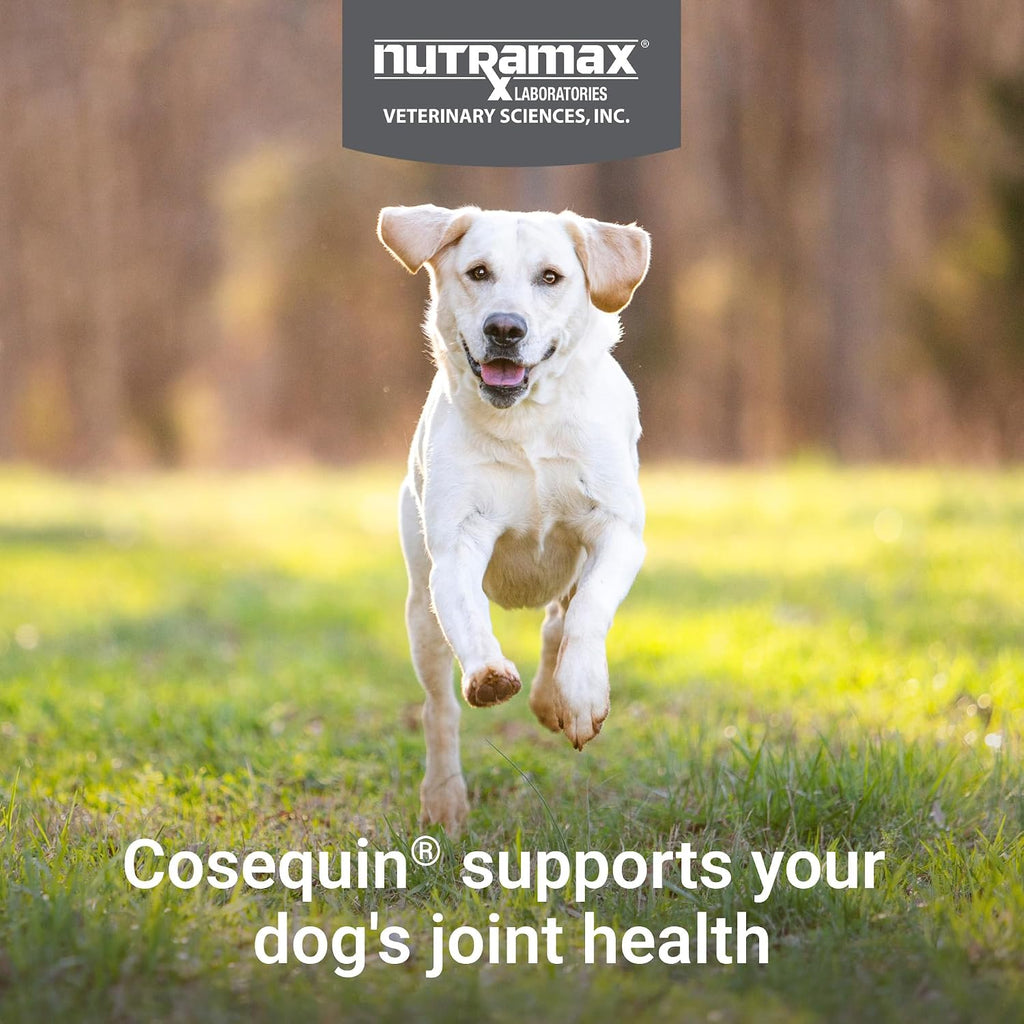 Nutramax Cosequin Dog Joint Supplement, Skin & Coat, Soft Chews, 60ct | Glucosamine & Chondroitin for Dogs with MSM, Omega-3s, Supports Joints, Skin and Coat Health, All Ages & Sizes