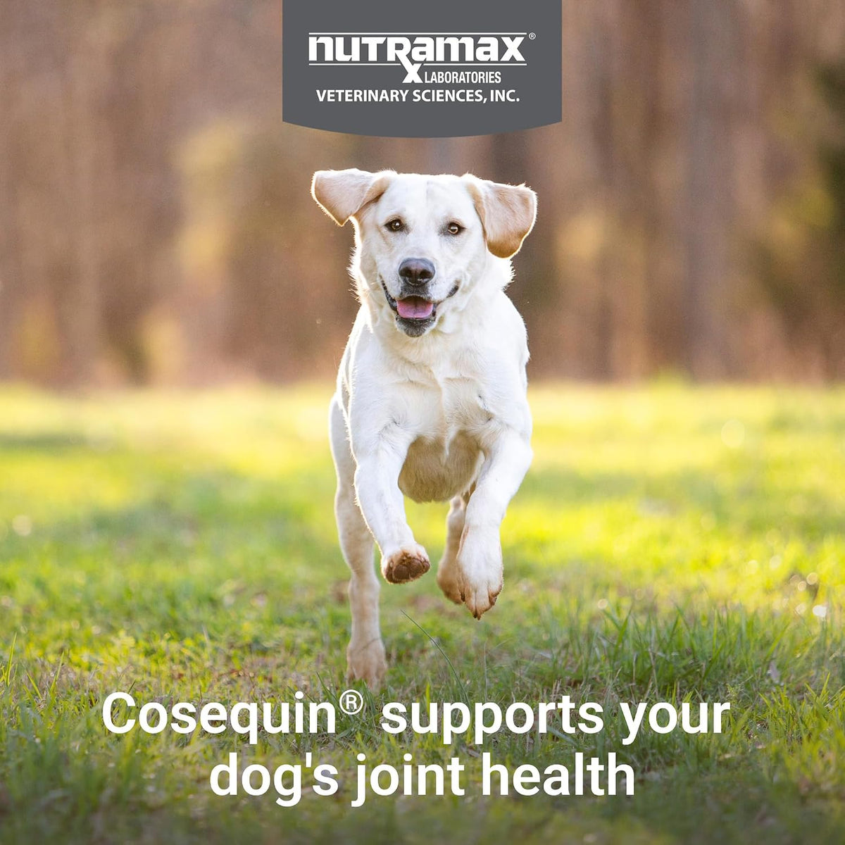 Nutramax Cosequin Dog Joint Supplement, Skin & Coat, Soft Chews, 60ct | Glucosamine & Chondroitin for Dogs with MSM, Omega-3s, Supports Joints, Skin and Coat Health, All Ages & Sizes