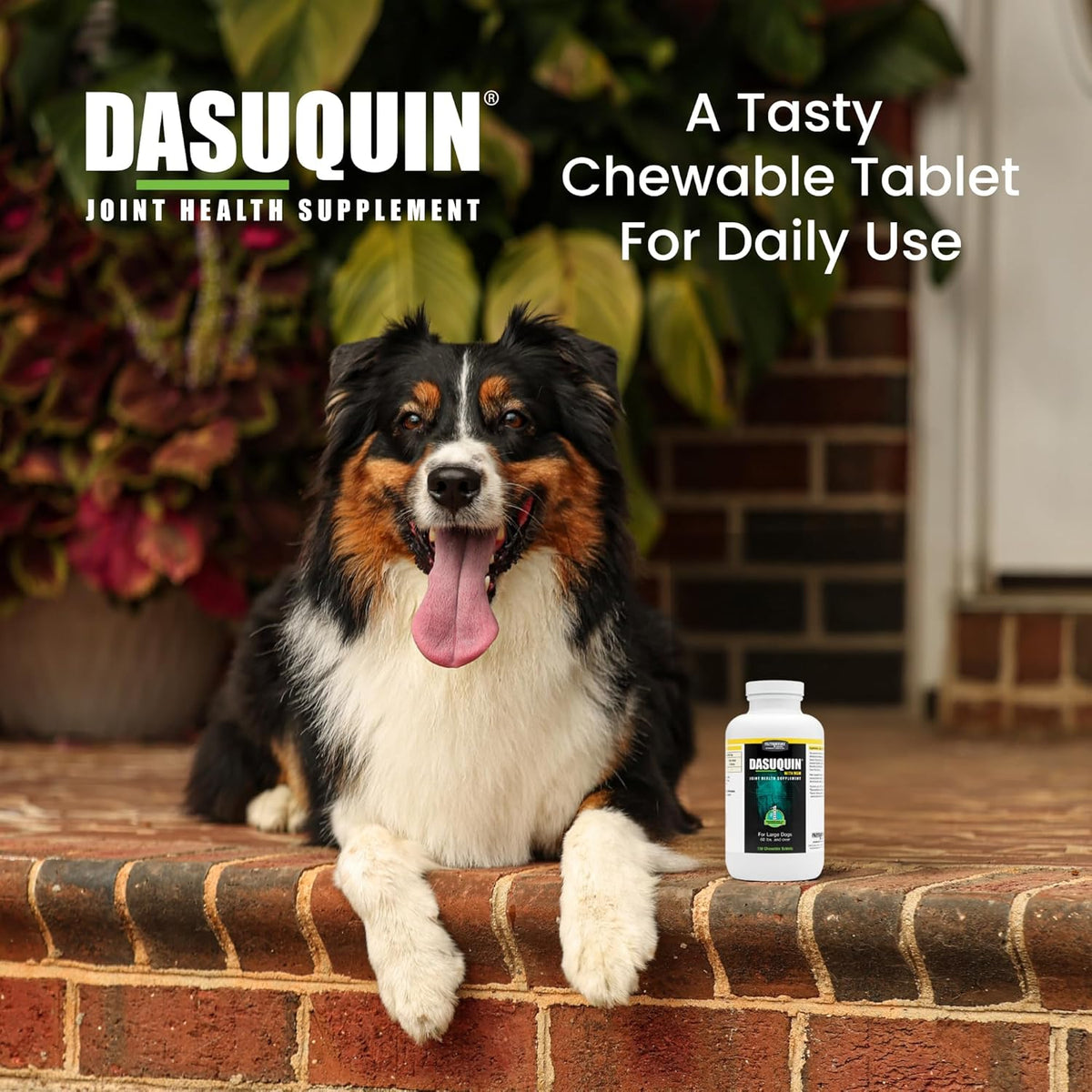 Nutramax Dasuquin MSM Joint Supplement, Large Dogs Chewable Tablets, 150ct | Glucosamine and Chondroitin, ASU, MSM, Supports Healthy Joints, For Dogs Over 60 lbs, All Ages, Chewable Tablets