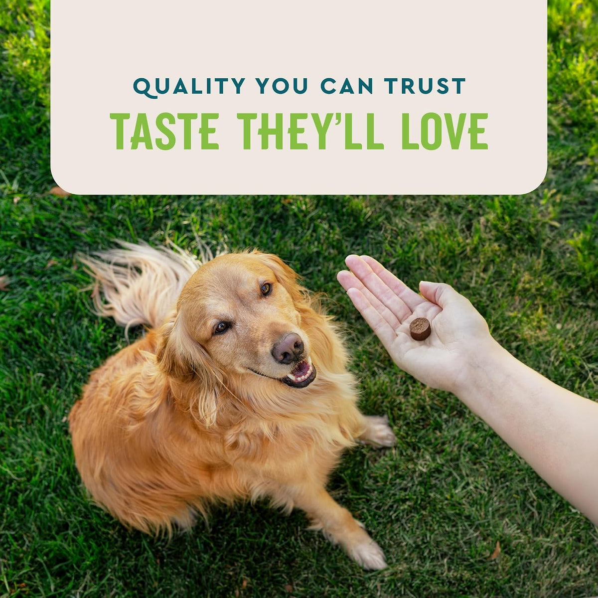VetIQ Probiotic Supplement for Dogs, Dog Probiotics for Digestive Health, Nourishes Gut Bacteria and Supports Bowel Function, Hickory Smoke Flavor, Made in the USA, 60 Count | Nourishes gut bacteria & supports bowel function; daily digestive probiotic che
