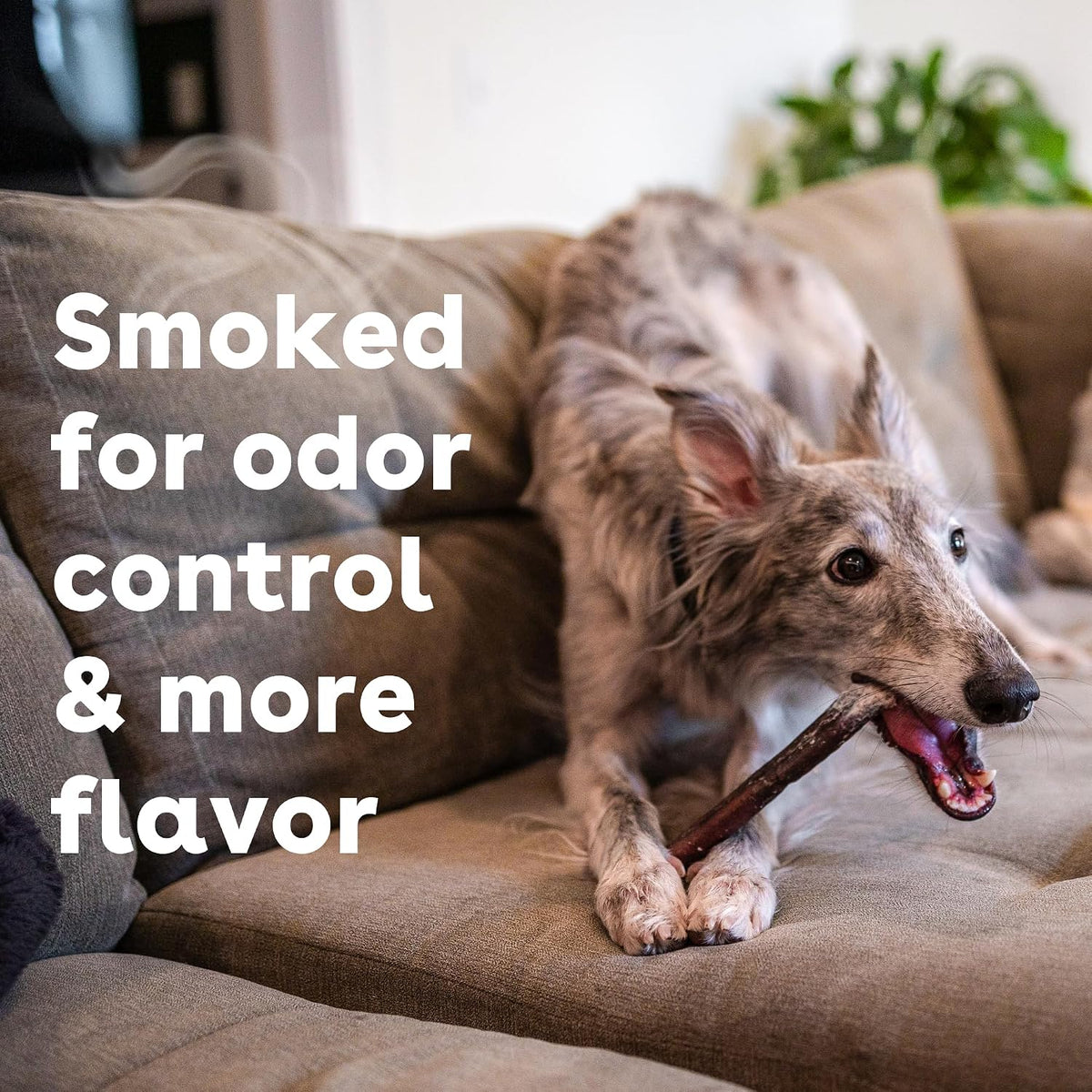 Pupford Bully Sticks for Dogs & Puppies, Teething Chew Toy (6", 4 Count) | Smoked for better smell, Long-lasting mental enrichment, 1 ingredient, Made in the USA, Redirect biting, Small & medium dogs