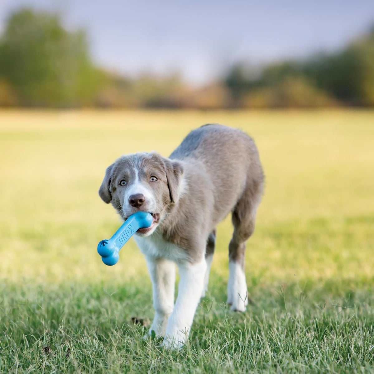 KONG Puppy Goodie Bone, Natural Rubber Chew, for Small Puppies, Blue | Stuffable Teething Toy Made from KONG Soft Natural Rubber, Soothes Sore Gums & Keeps Teething Puppies Busy