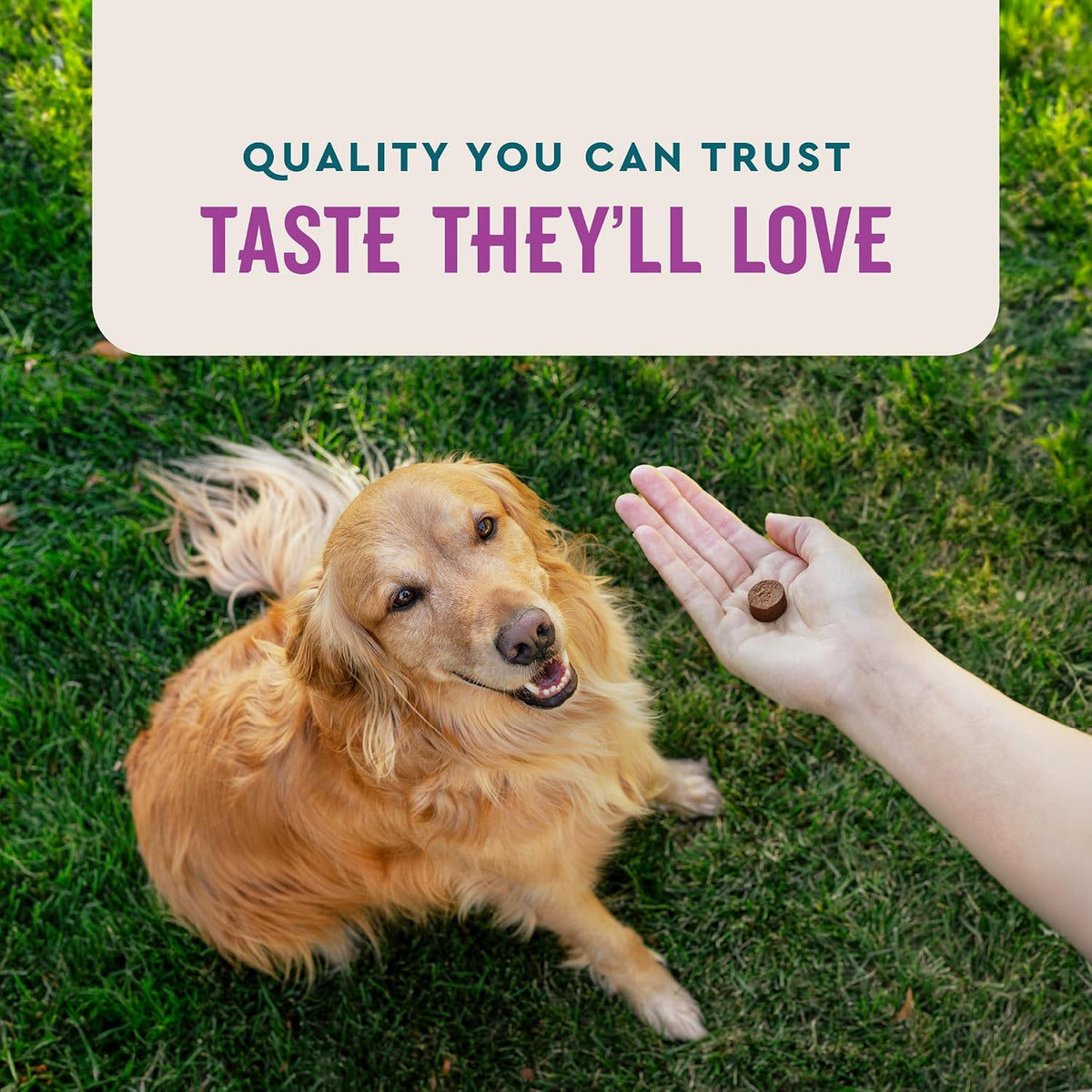 VetIQ Calming Support Supplement, Calming Chews for Dogs Help Manage Stress and Promote Relaxation, Anxiety Relief for Dogs, Made in the USA, 60 Count | Helps manage stress & promote relaxation; daily calming supplement chew; made in USA; ideal for storms