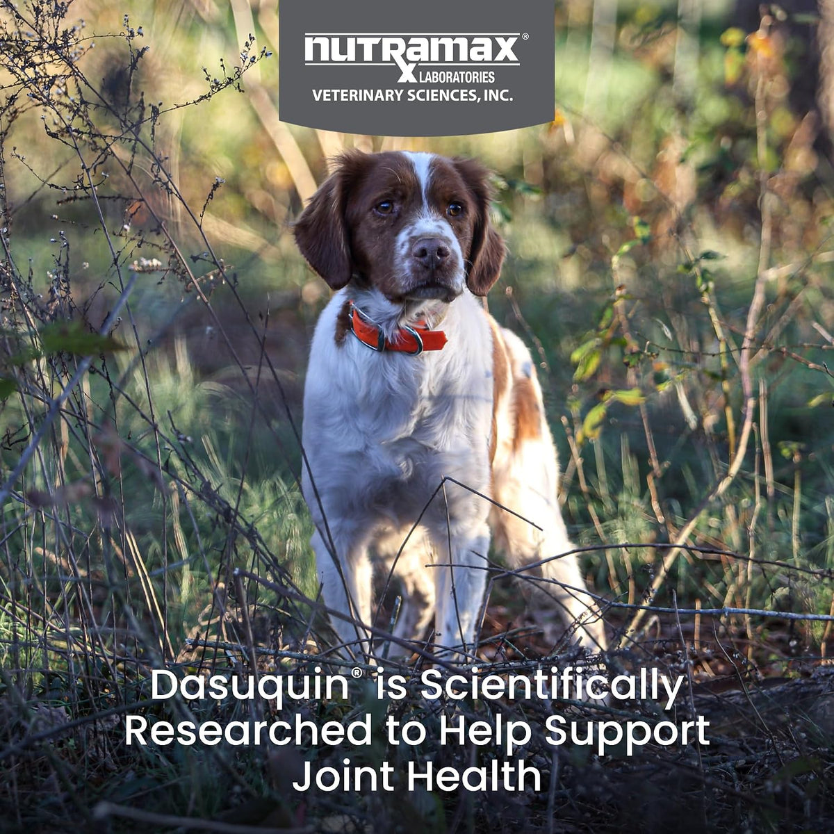 Nutramax Dasuquin MSM Joint Supplement, Small/Med Dogs, Soft Chews, 84ct | Glucosamine and Chondroitin, ASU & MSM, Dog Joint Support, For Dogs under 60 lbs, Vet-Recommended, Soft Chews