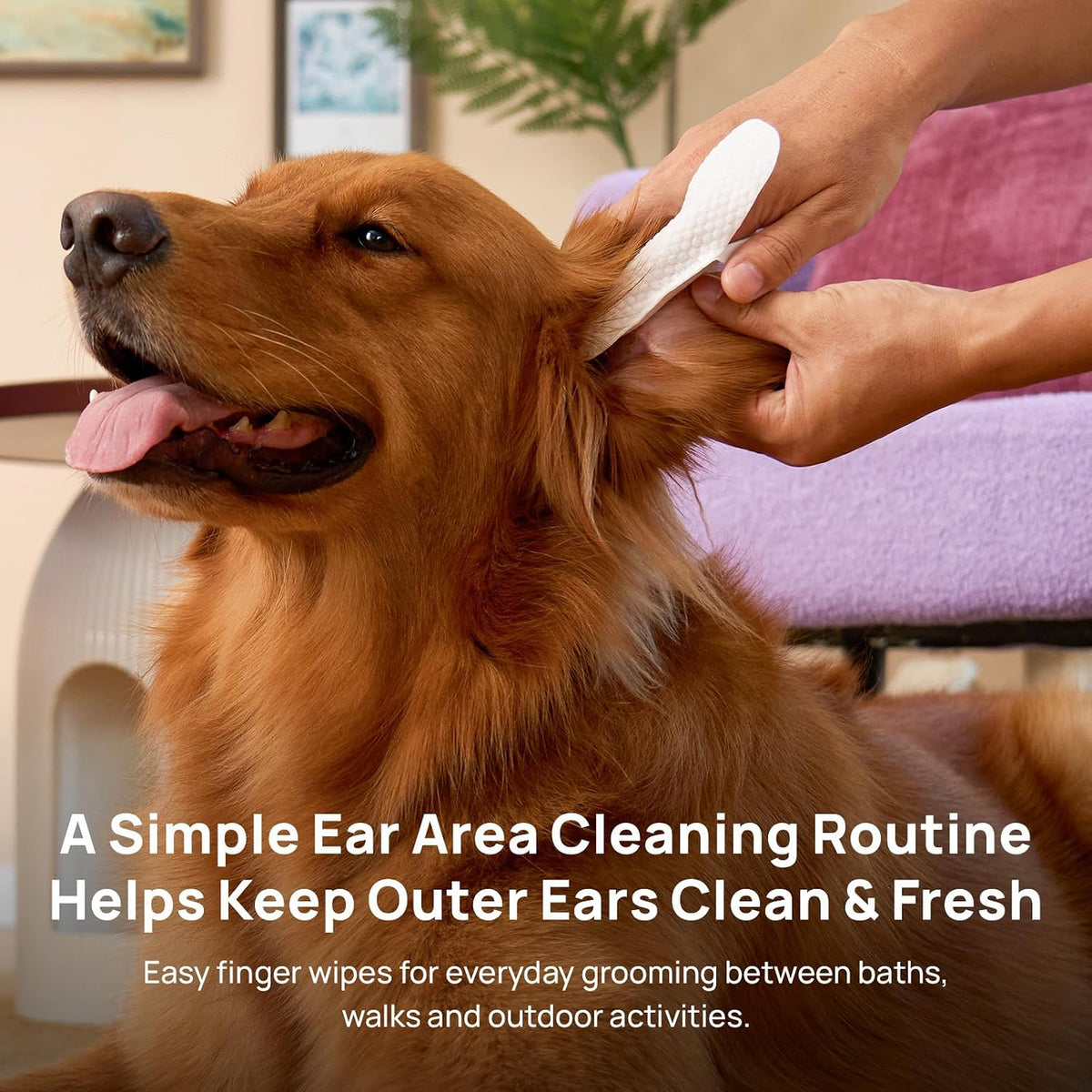 HICC PET Ear Cleaner Finger Wipes for Dogs & Cats, Coconut Scent, 50 Count | Removes Ear Dander, Dirt & Debris for Fresher Ears, Gentle Extra-Large Finger Wipes for Daily Ear Cleaning