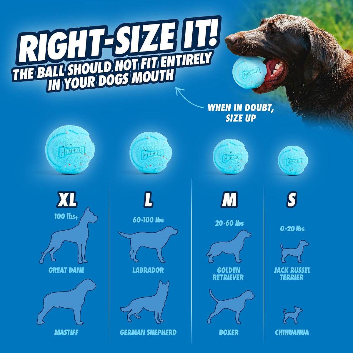 Chuckit! Rebounce Ball Dog Toy, Medium 2.5 Inch, for Dogs 20-60 lbs, Blue | Bouncy rubber build, unpredictable bounce pattern, durable outdoor construction, pack of 2 balls, great for playtime today