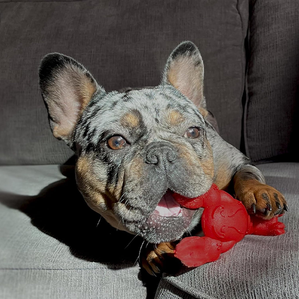Nylabone Lobster Power Chew Toy for Dogs, Dog Toys for Aggressive Chewers | Lobster dog toy for small dogs up to 25 lbs, designed for power chewers, filet mignon flavor
