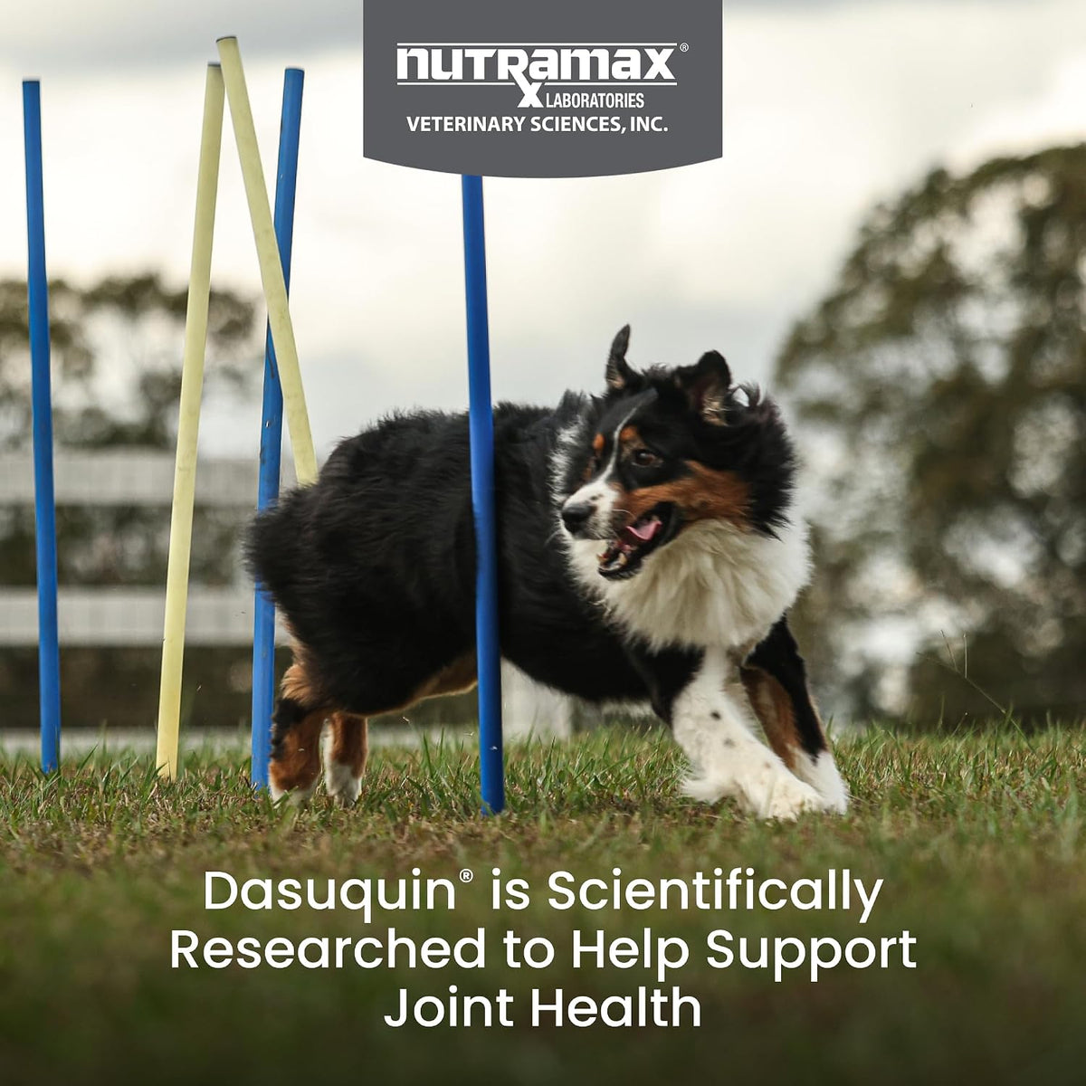 Nutramax Dasuquin MSM Joint Supplement, Large Dogs Chewable Tablets, 150ct | Glucosamine and Chondroitin, ASU, MSM, Supports Healthy Joints, For Dogs Over 60 lbs, All Ages, Chewable Tablets