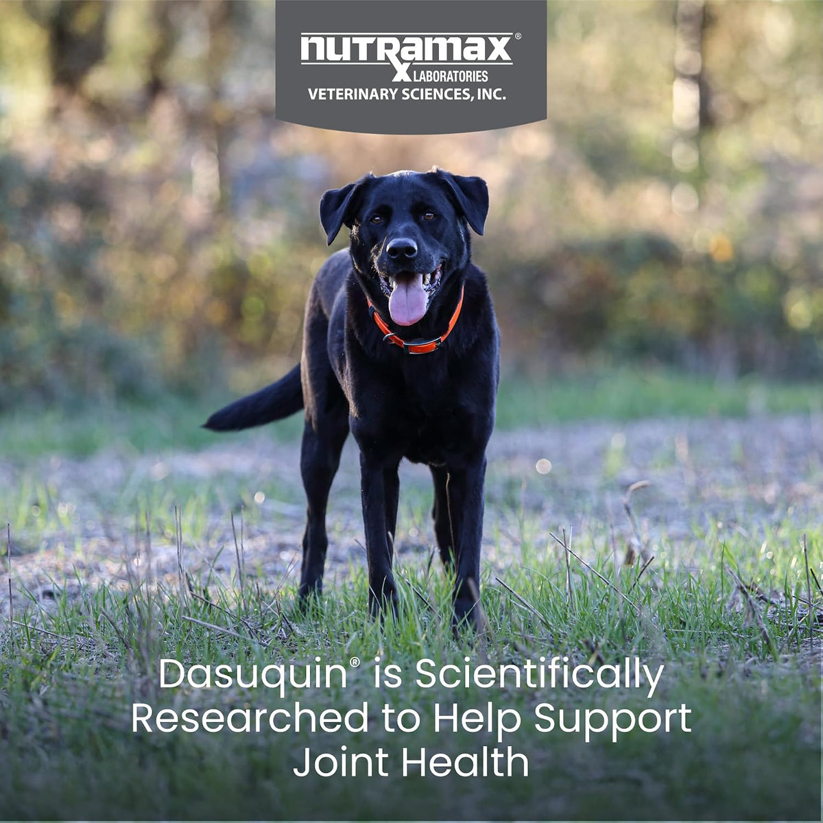 Nutramax Dasuquin Joint Supplement for Large Dogs, Soft Chews, 84ct | Glucosamine and Chondroitin Soft Chews for Large Dogs, with ASU, Supports Healthy Joints, For Dogs Over 60 lbs, All Ages
