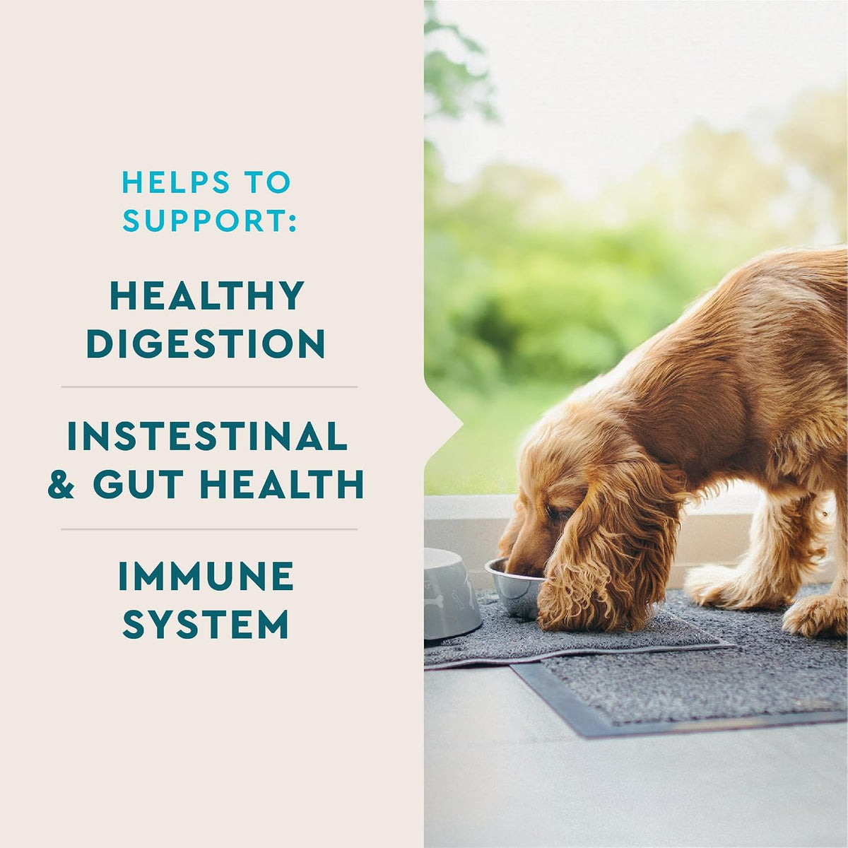 VetIQ Probiotic Supplement for Dogs, Dog Probiotics for Digestive Health, Nourishes Gut Bacteria and Supports Bowel Function, Hickory Smoke Flavor, Made in the USA, 60 Count | Nourishes gut bacteria & supports bowel function; daily digestive probiotic che