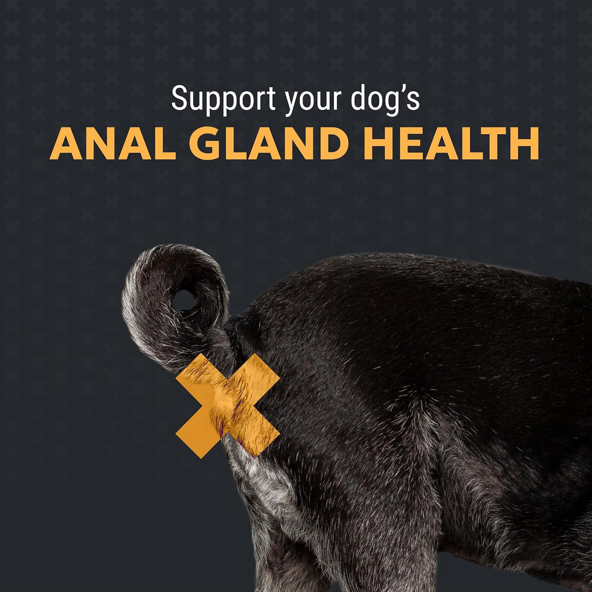 Nutramax Filaquin Anal Gland Supplement for Dogs, Soft Chews, 90ct | Dog Anal Gland Support Chews, Prebiotics & Postbiotics, Psyllium Husk Fiber, From the Same Company as Cosequin and Proviable