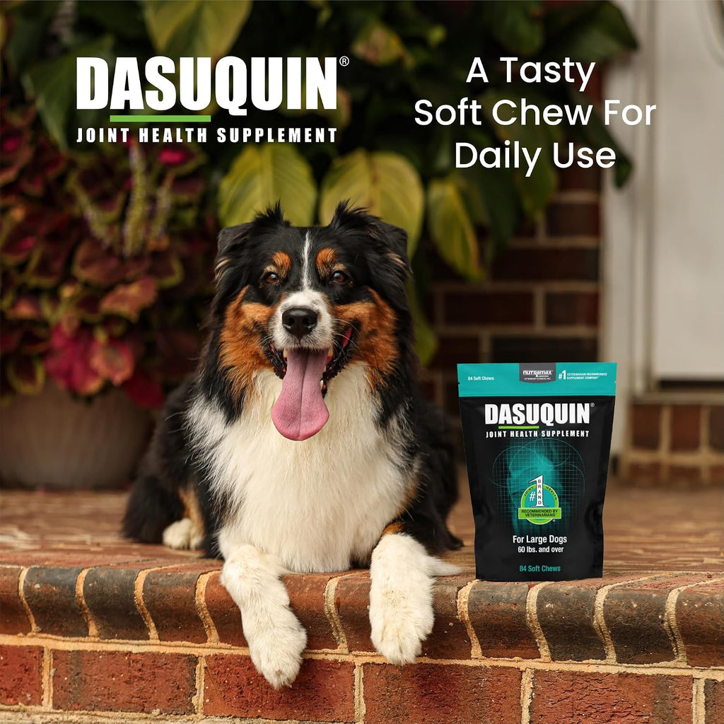 Nutramax Dasuquin Joint Supplement for Large Dogs, Soft Chews, 84ct | Glucosamine and Chondroitin Soft Chews for Large Dogs, with ASU, Supports Healthy Joints, For Dogs Over 60 lbs, All Ages