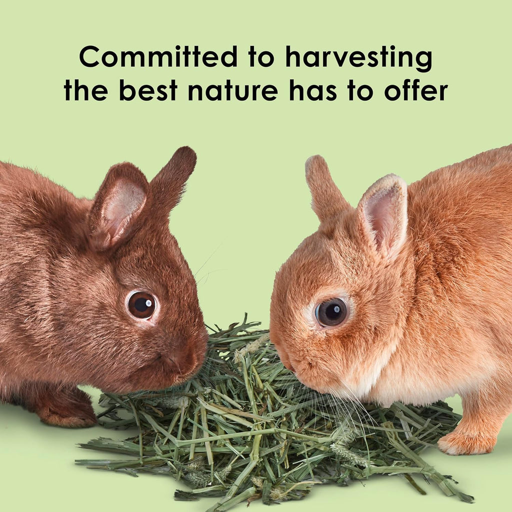 Kaytee Timothy Hay Blend Cubes for Rabbits, Guinea Pigs & Chinchillas