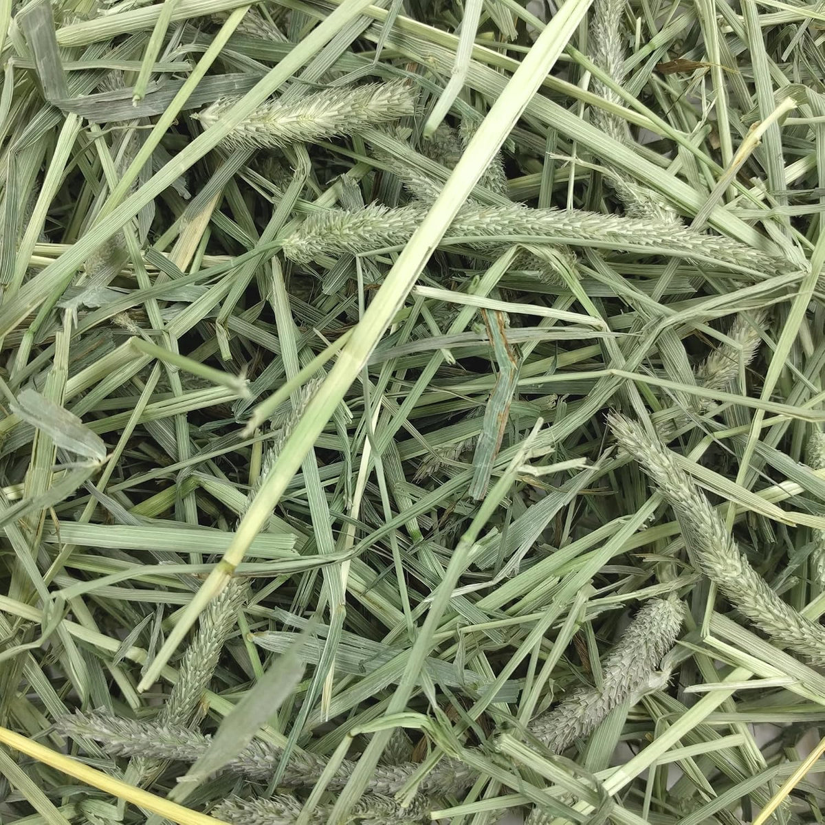 Oxbow Western Timothy Hay, Rabbit & Guinea Pig Hay, High Fiber, USA, 90 oz
