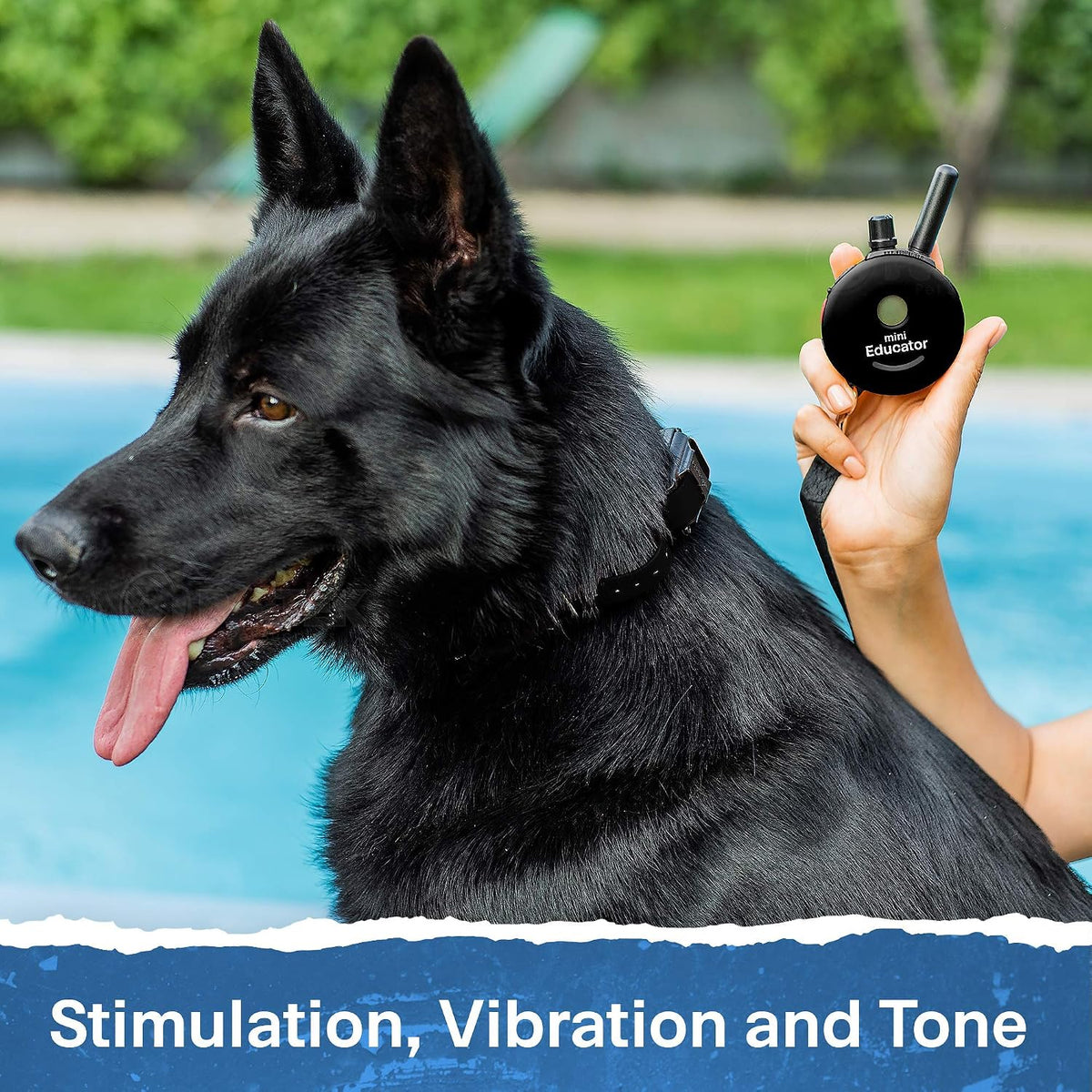Educator ET-300 Black Mini E Collar for Dog Training with Remote - 1/2 Mile Range, Waterproof, 100 Blunt Stimulation Levels, Tone or Vibration Mode, Night Light Tracking for Small, Medium & Large Dogs