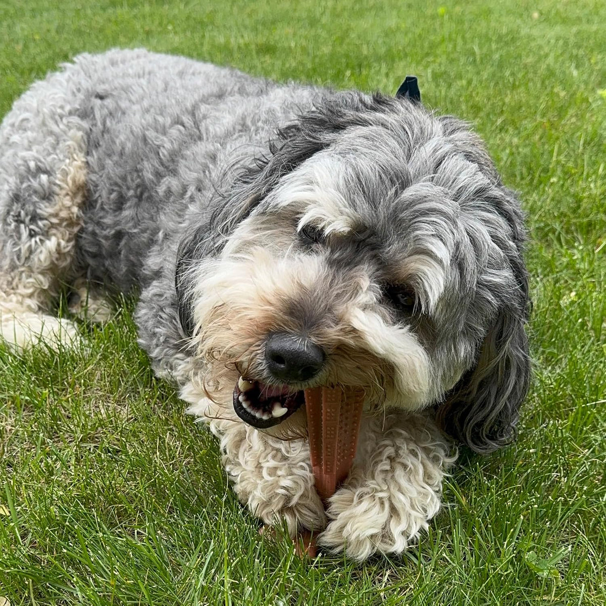SPOT Bam-Bones Plus T Bone – Bamboo Fiber & Nylon Dog Chew Toy for Moderate to Aggressive Chewers, Durable Long Lasting & Non-Splintering, Beef Flavor Toy for Adult Dogs & Puppies Under 60 lbs, 6 in