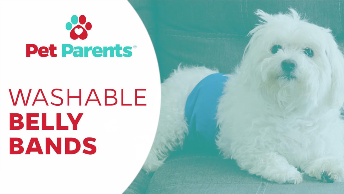 Pet Parents® Washable Belly Bands for Dogs (3pack) + Extendrs® Durable Dog Diapers - Premium Male Dog Diapers & Wraps (X-Small, Natural)